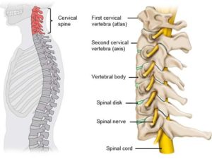 colonna cervicale dolore male cervicalgia postura osteopata