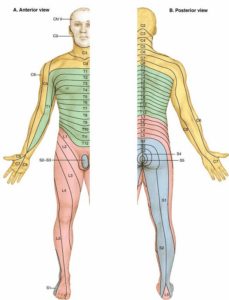 sciatica lombosciatalgia sebastian guzzetti osteopata bergamo dolore