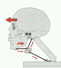 denti e postura