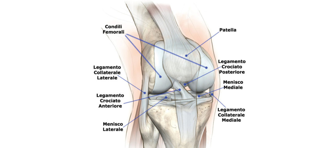 legamento crociato anteriore