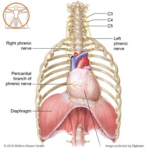 diaframma