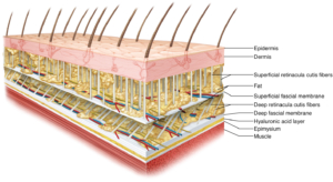 fascia