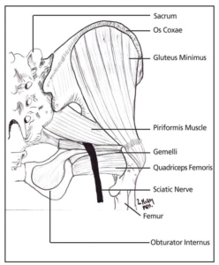 piriforme anatomia