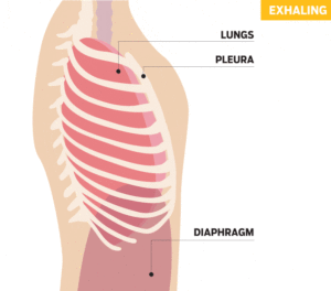 respirazione diaframmatica