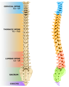 colonna vertebrale