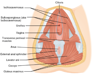 Pavimento pelvico