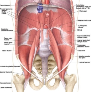 Punti inserzione diaframma